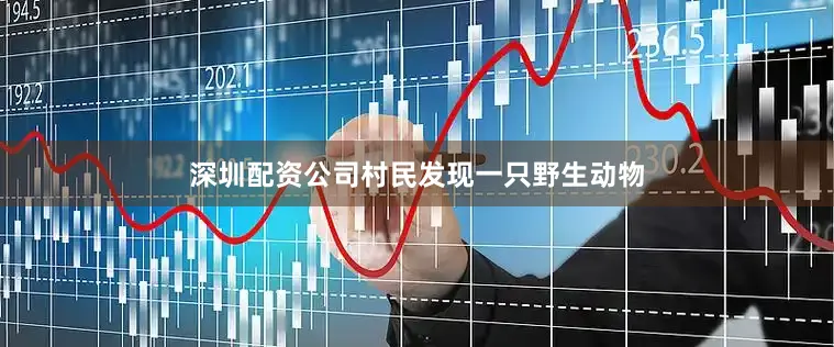 深圳配资公司村民发现一只野生动物